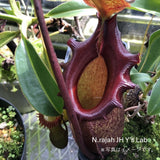 【食虫植物】N.rajah JH Y's Lab