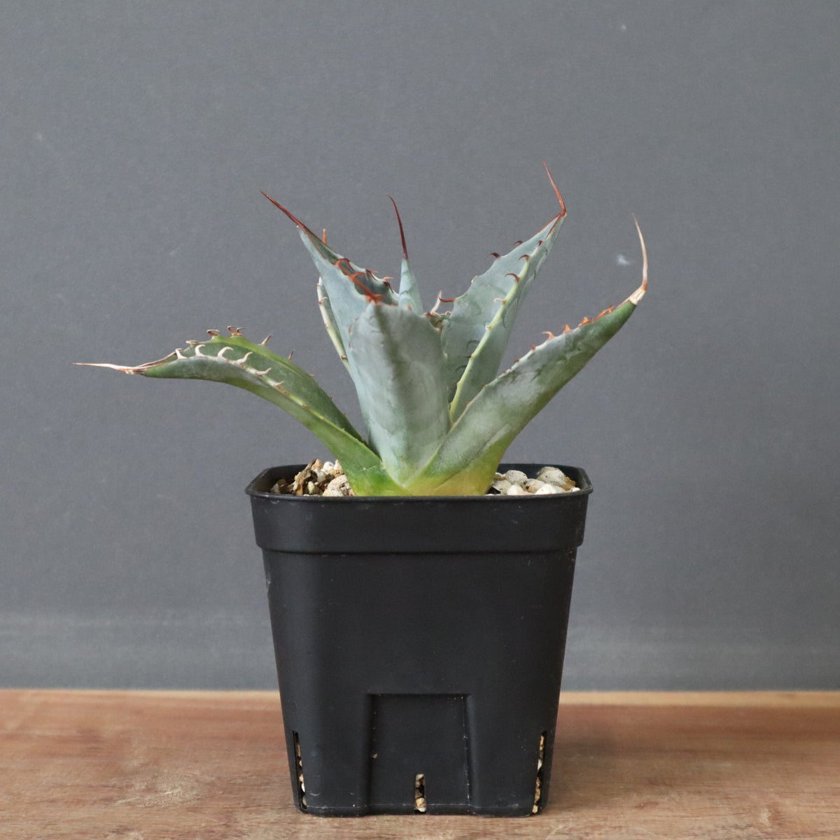 アガベ – 4ページ目 – TaiShoDo ONLINE SHOP