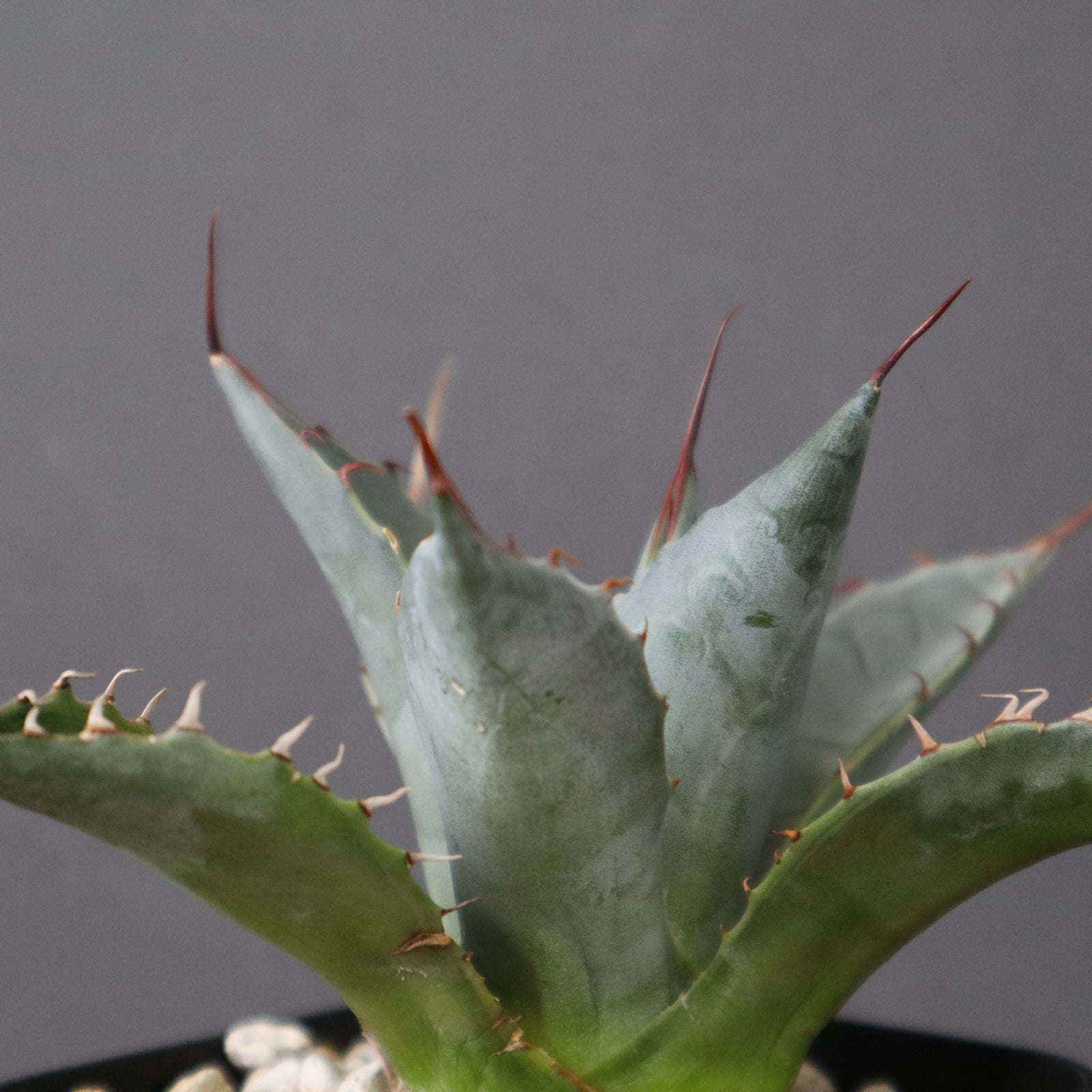 アガベ 頼光 EC363 – TaiShoDo ONLINE SHOP