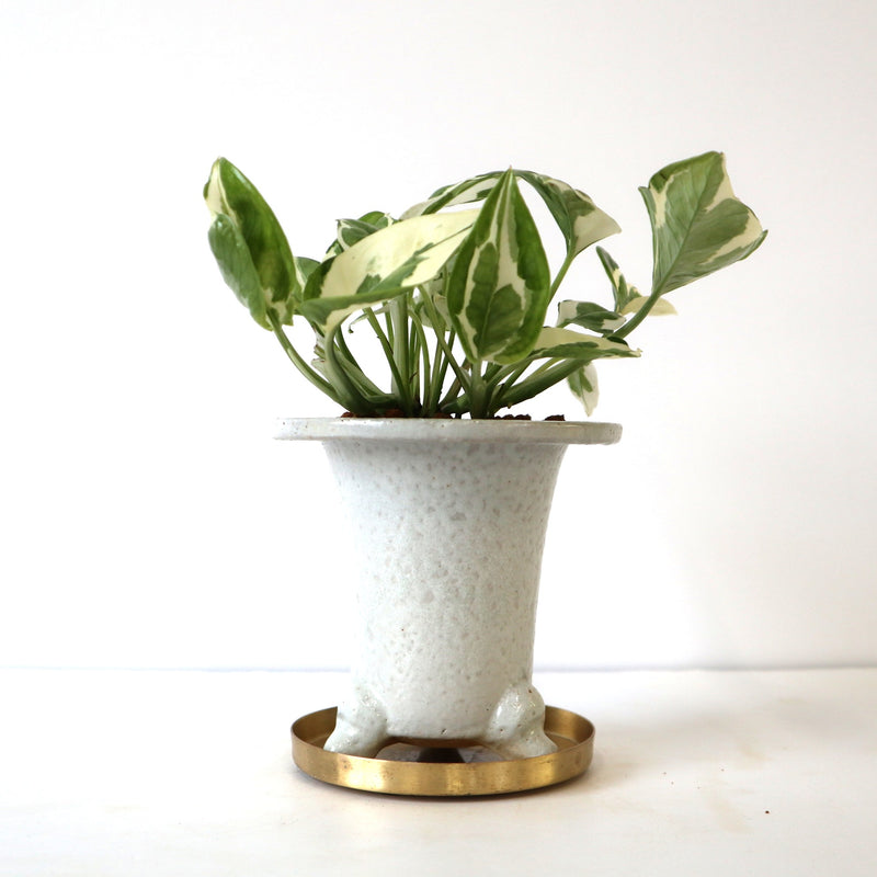 ポトス – TaiShoDo ONLINE SHOP