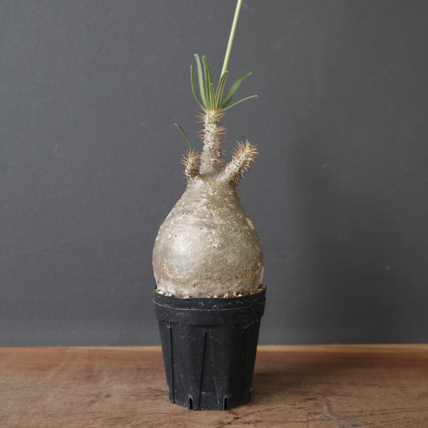 塊根植物 – 7ページ目 – TaiShoDo ONLINE SHOP