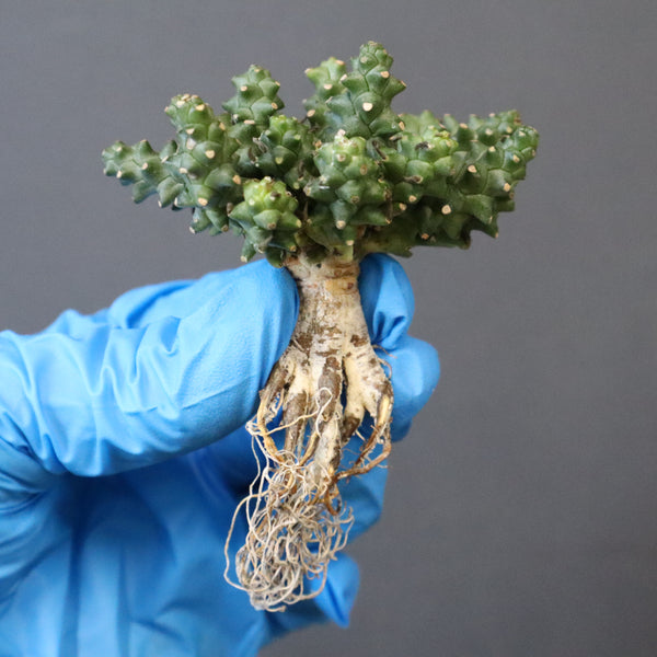 【ベアルート】E.プラニセプス 9