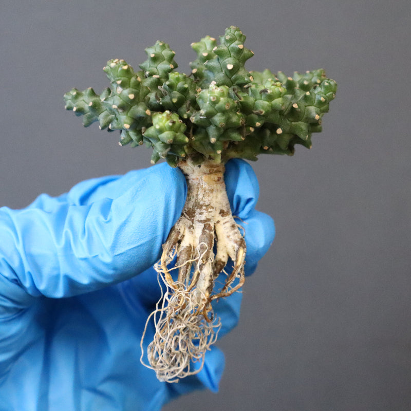 【ベアルート】E.プラニセプス 9