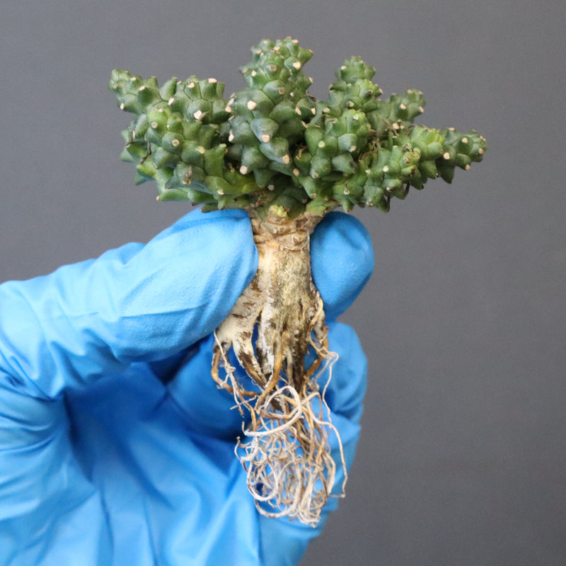 【ベアルート】E.プラニセプス 9