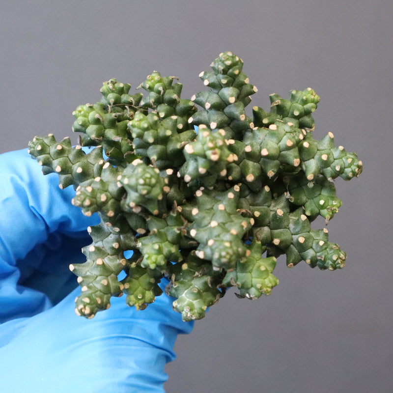 【ベアルート】E.プラニセプス 9