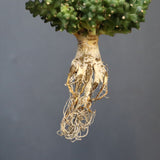 【ベアルート】E.プラニセプス 9