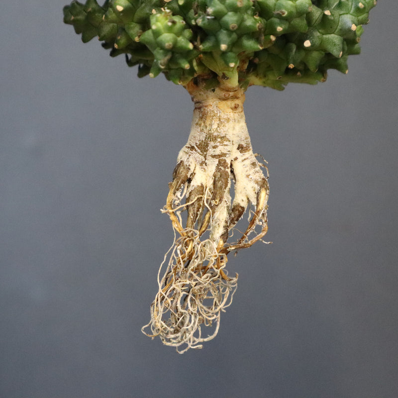 【ベアルート】E.プラニセプス 9