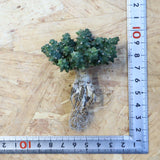 【ベアルート】E.プラニセプス 9