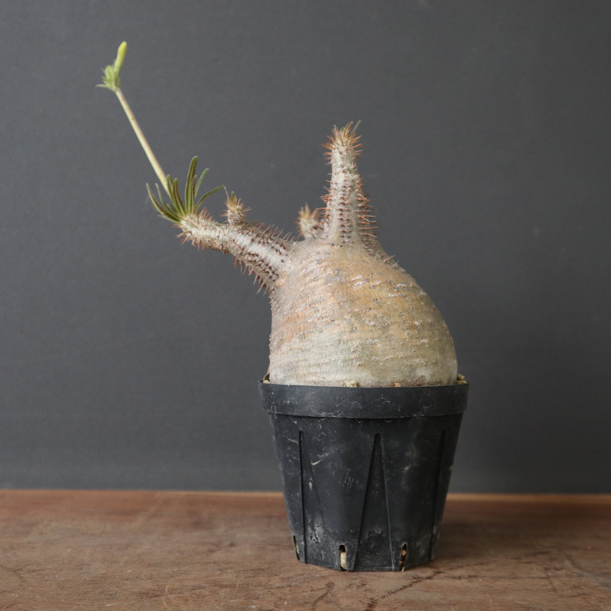 塊根植物 – 7ページ目 – TaiShoDo ONLINE SHOP