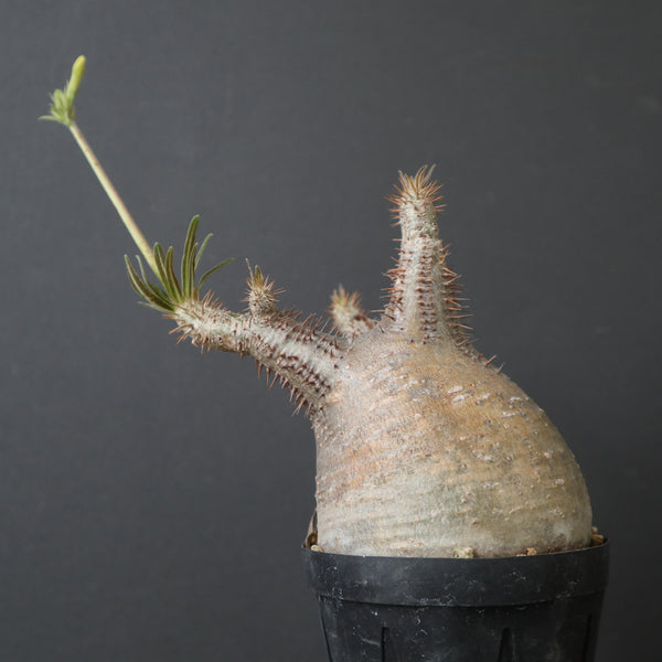 塊根植物 – 7ページ目 – TaiShoDo ONLINE SHOP