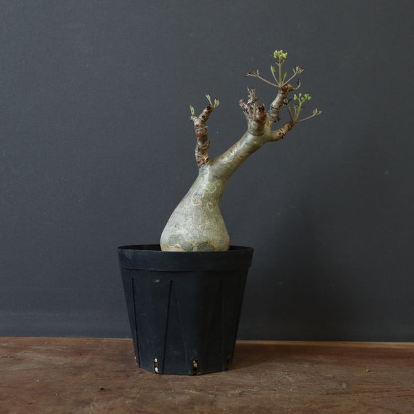 C.ベティフォルメ ナローリーフ 4 – TaiShoDo ONLINE SHOP