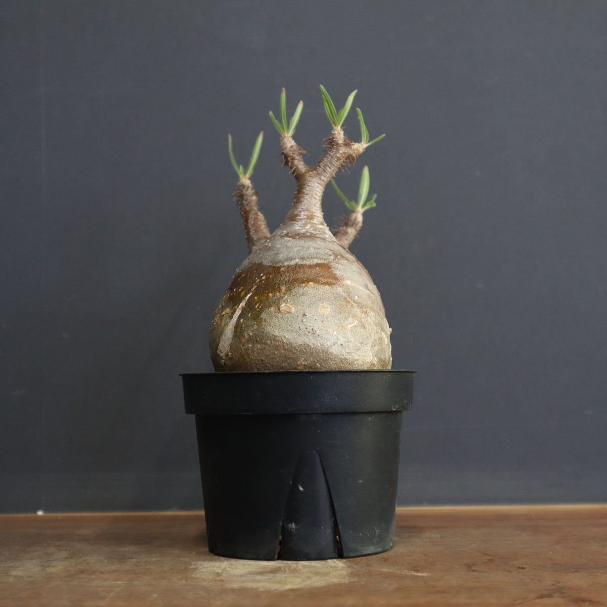 【Masa】パキポーズ　グラキリス、アガベ 12.jpg?v=1732182472