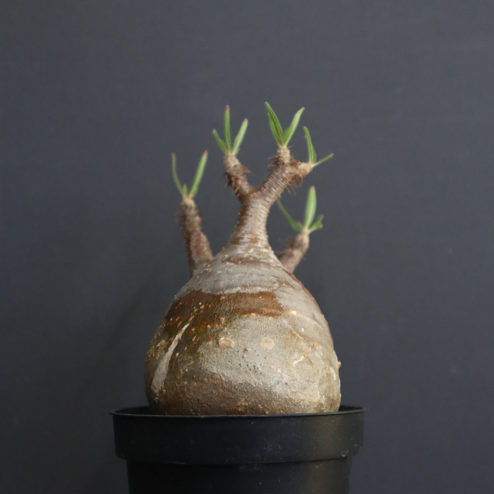 P.グラキリス 313 – TaiShoDo ONLINE SHOP