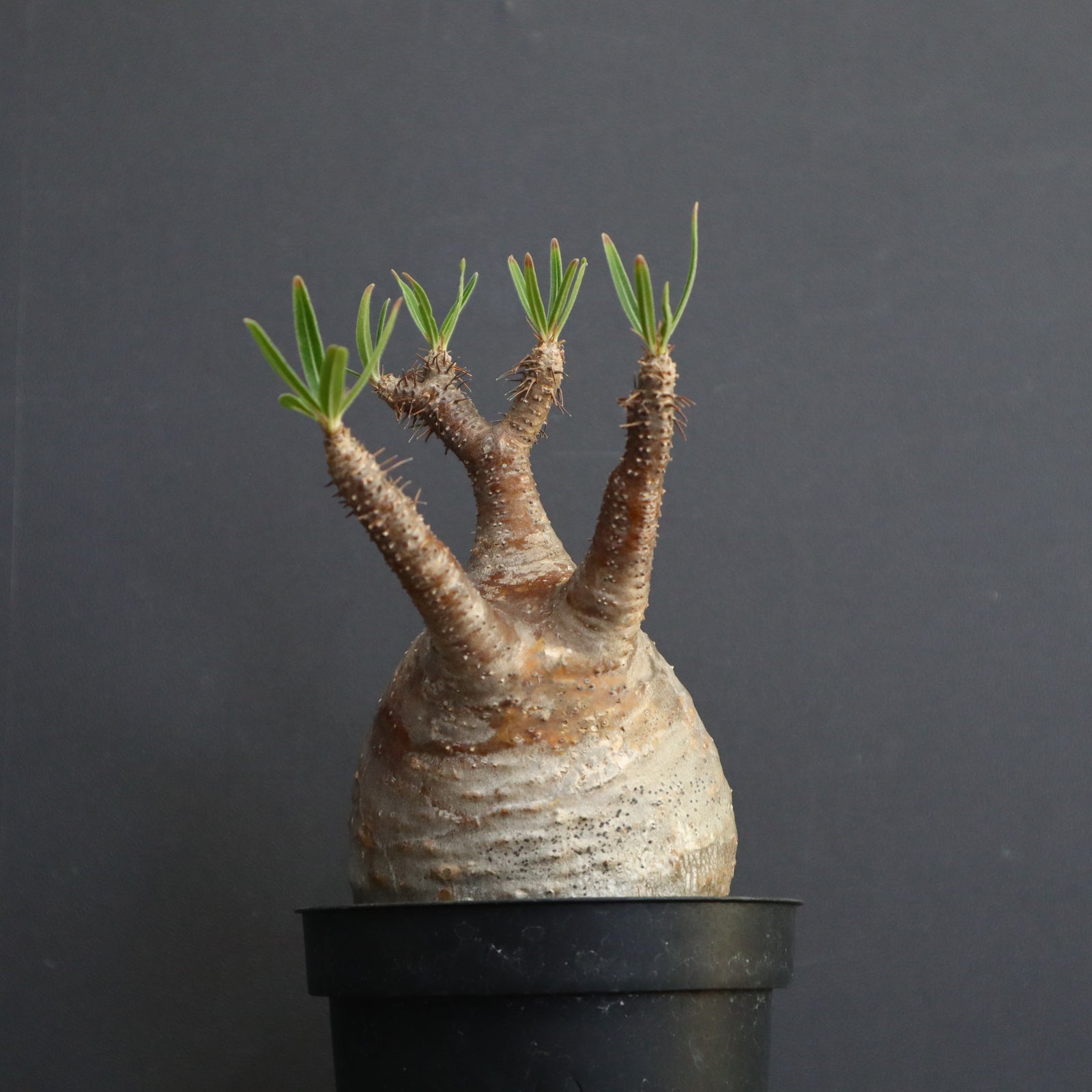 MOCMOC グラキリス グラキリス – KOMO