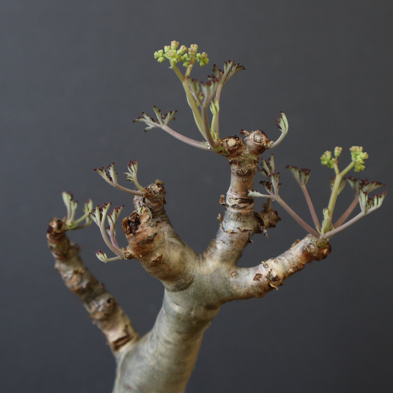 C.ベティフォルメ ナローリーフ 4 – TaiShoDo ONLINE SHOP