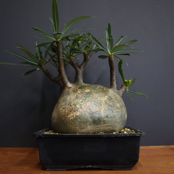 塊根植物 – 9ページ目 – TaiShoDo ONLINE SHOP