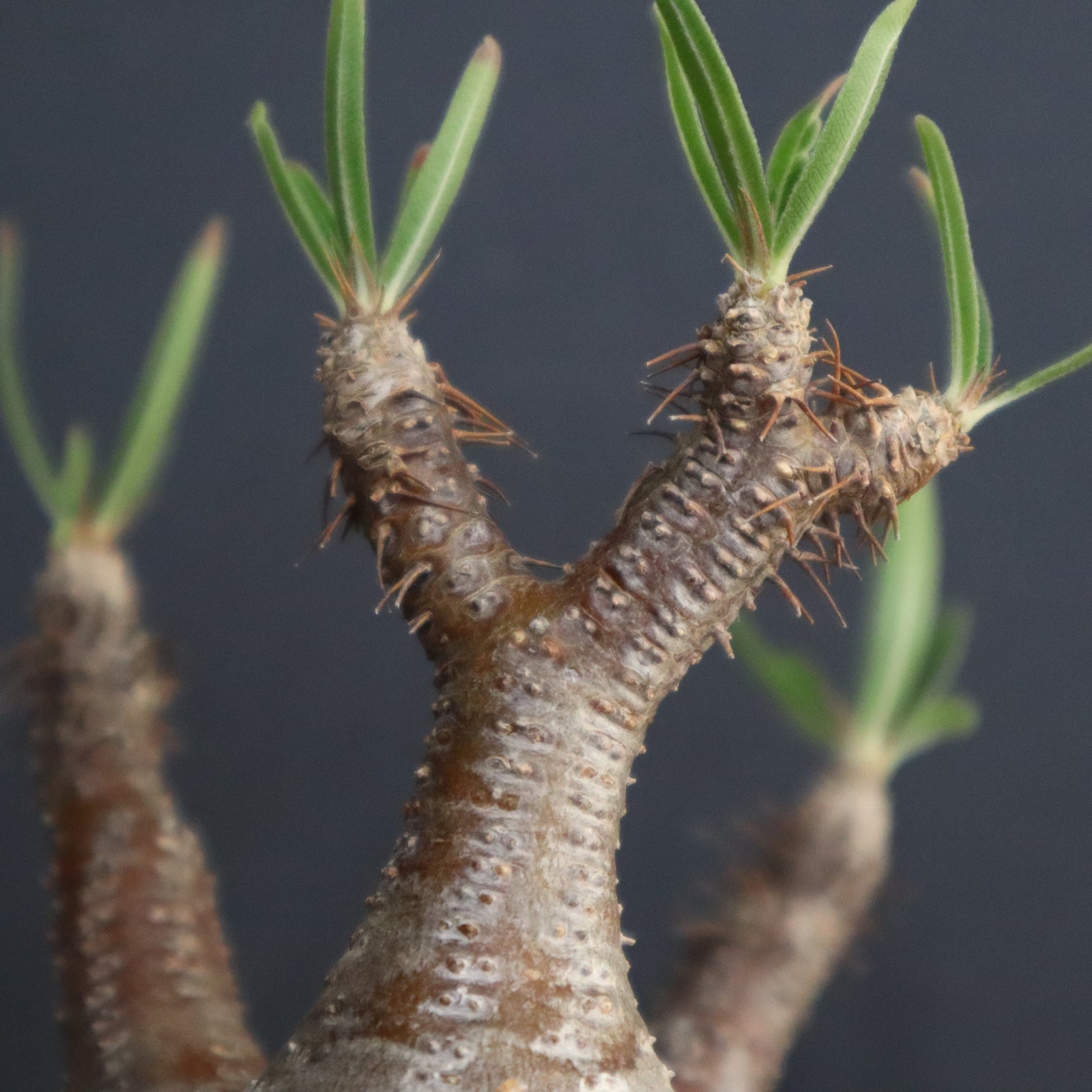 良株怪物３頭系　白肌グラキリス パキポディウム グラキリス 3頭 | GREEN LUCK