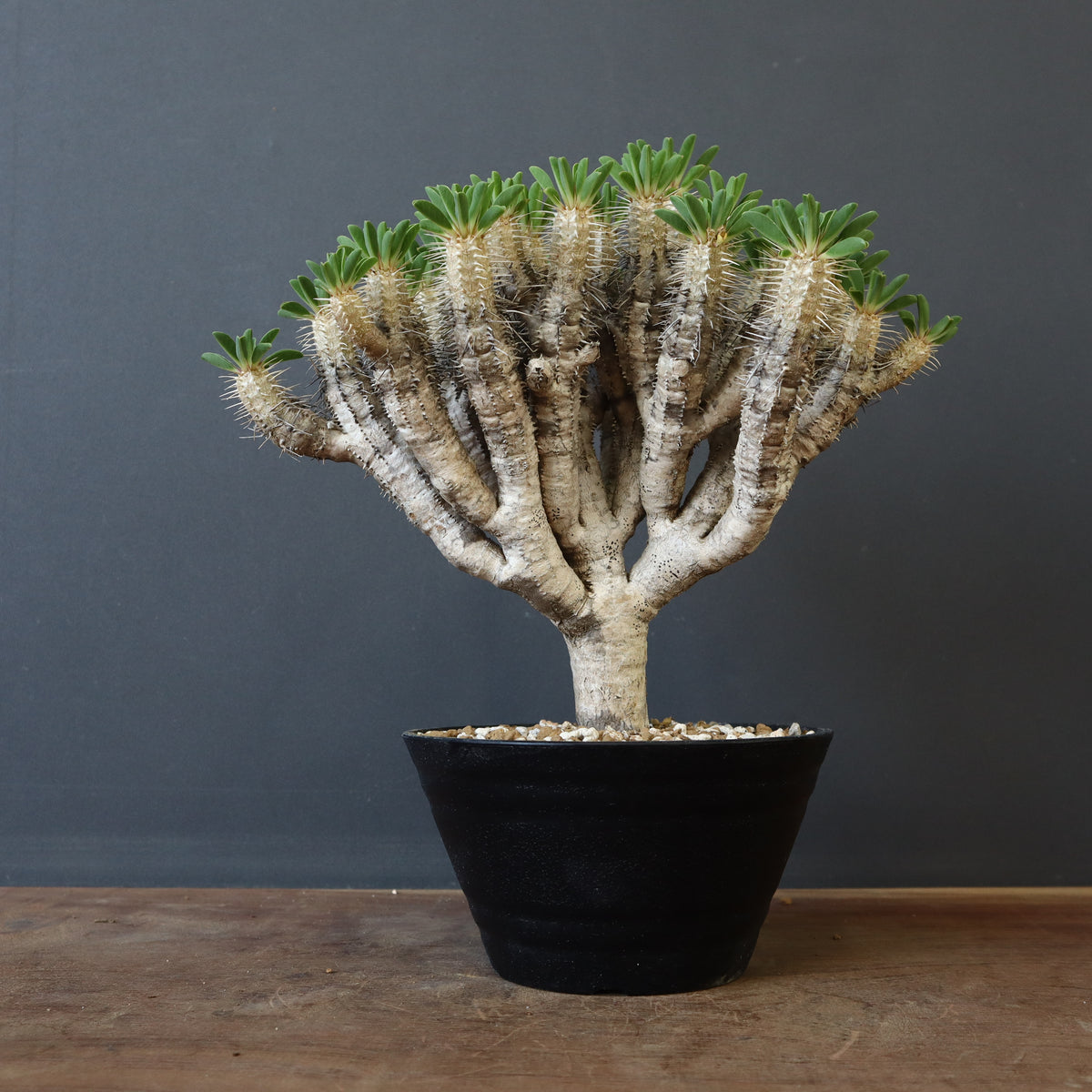 ユーフォルビア – TaiShoDo ONLINE SHOP