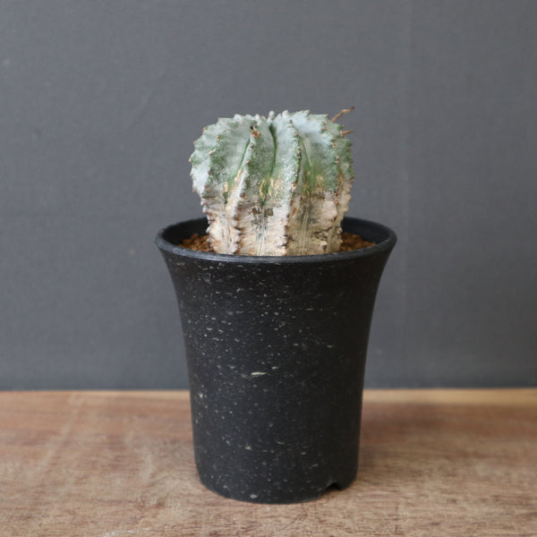 ユーフォルビア – TaiShoDo ONLINE SHOP