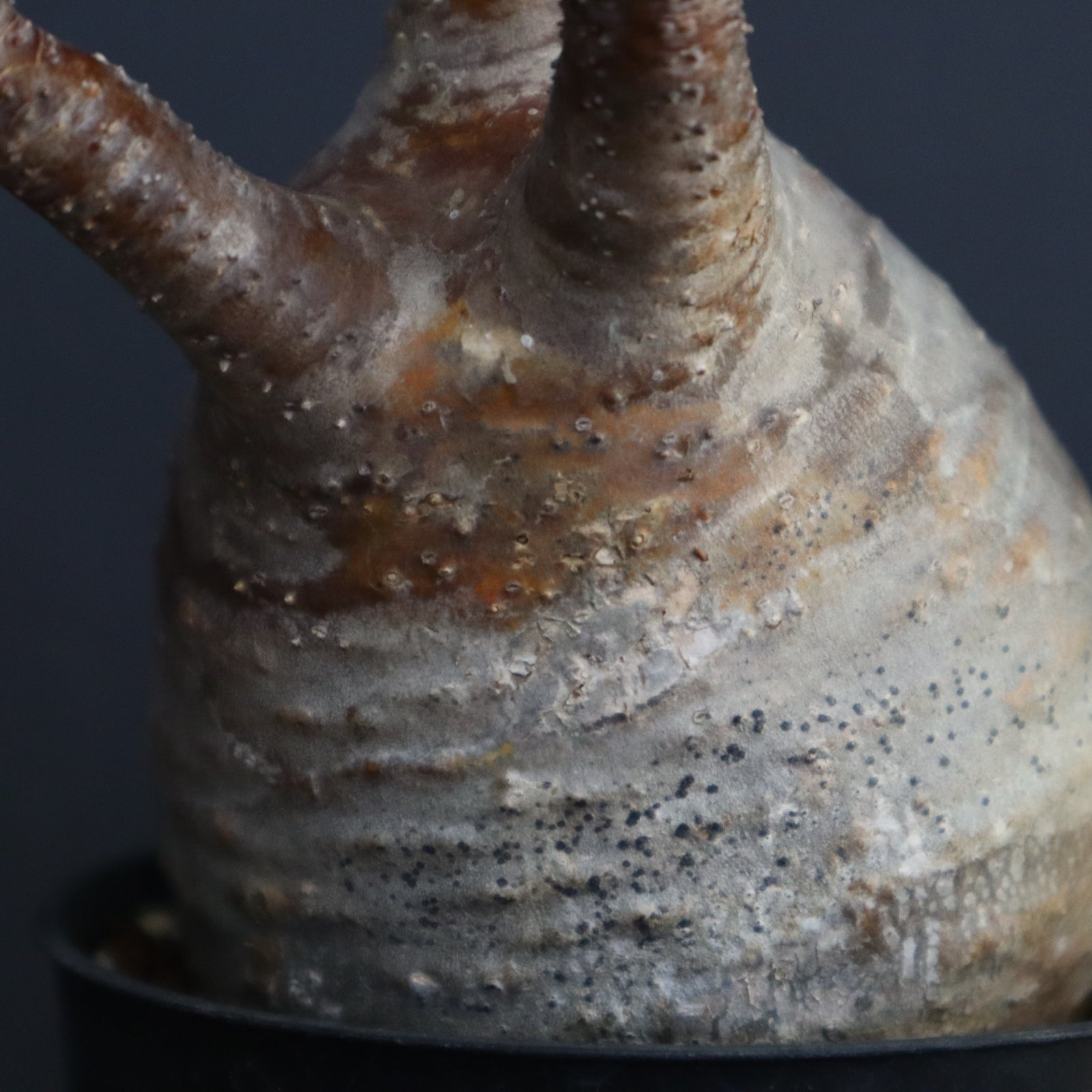 P.グラキリス 313 – TaiShoDo ONLINE SHOP