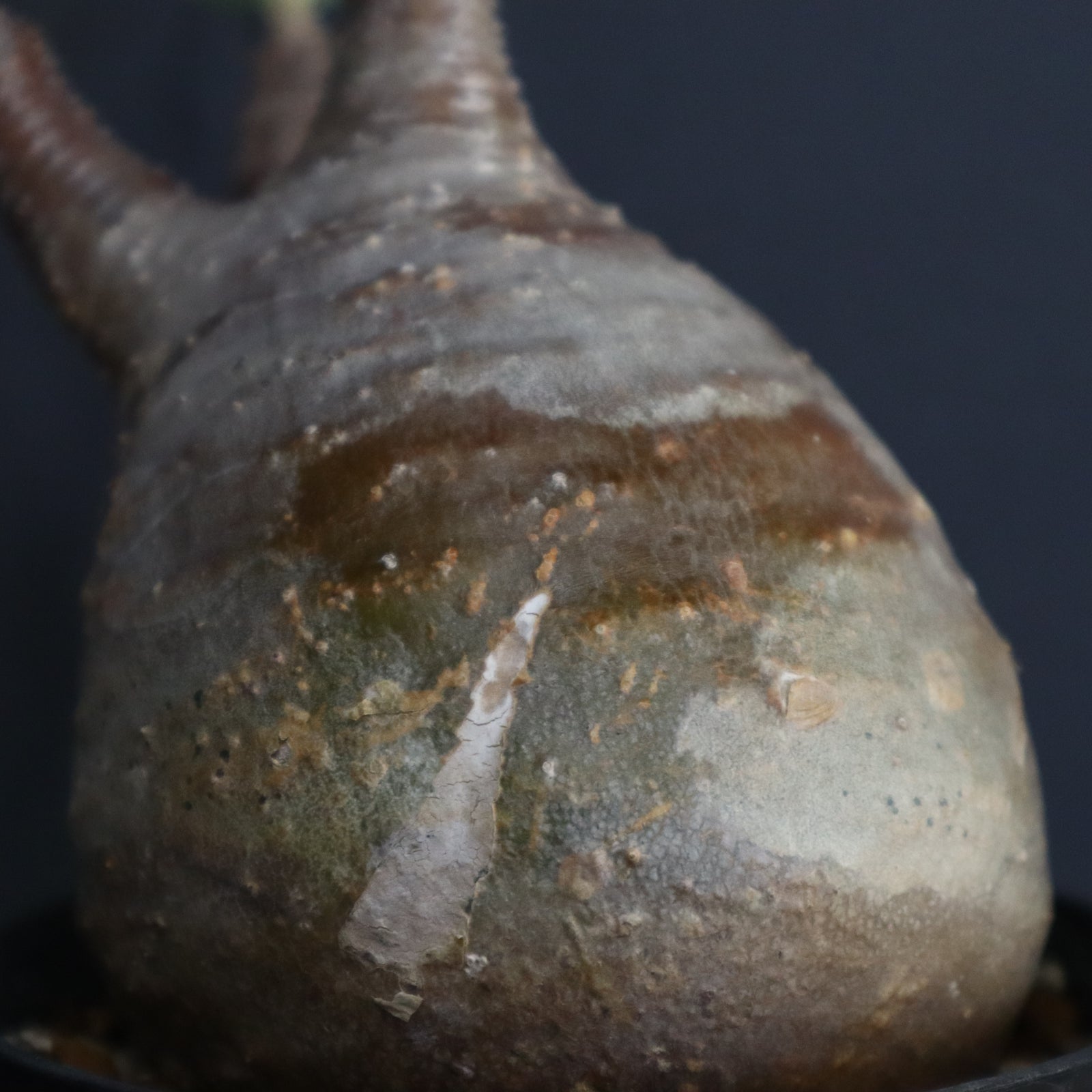 P.グラキリス 313 – TaiShoDo ONLINE SHOP