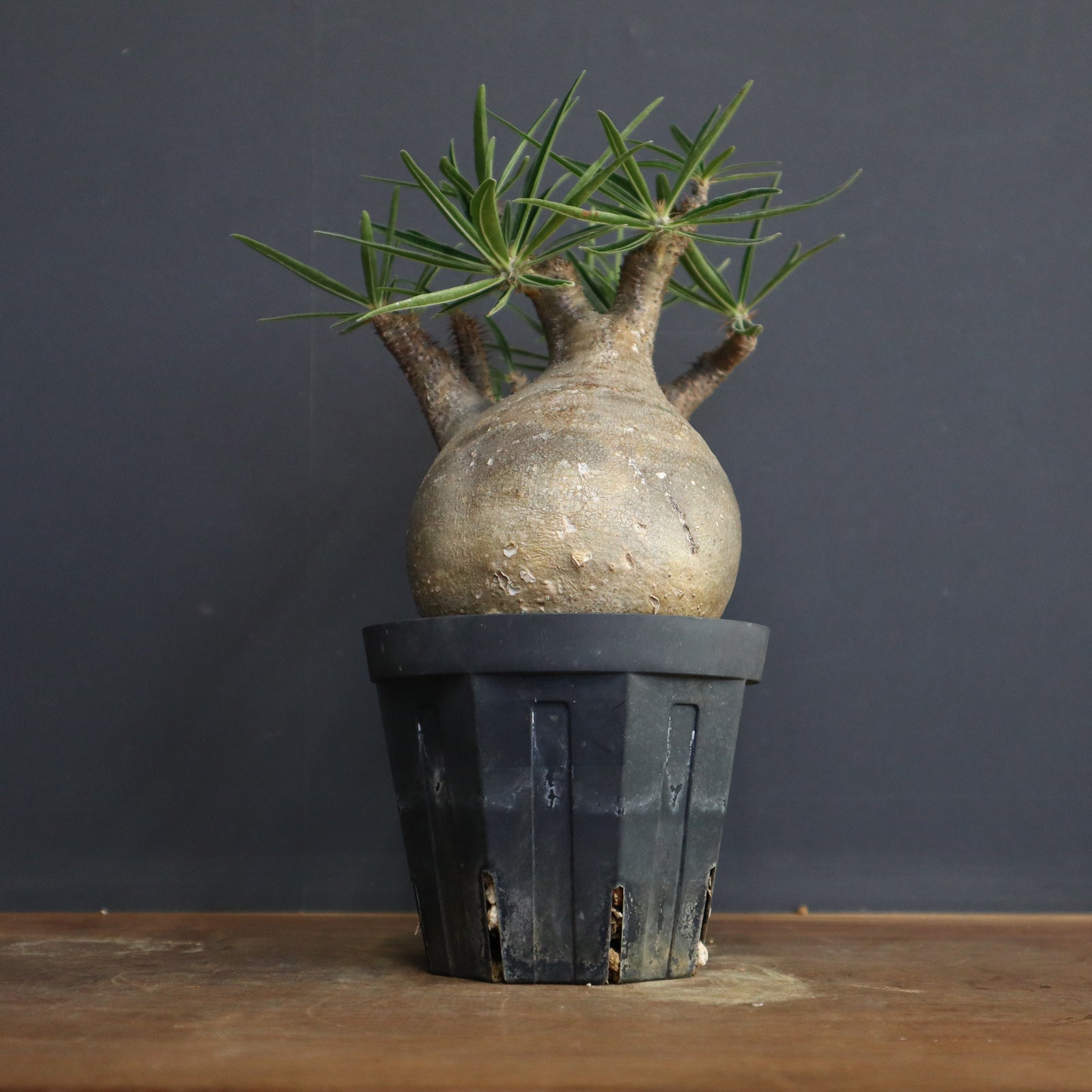 P.グラキリス【綴化】 1172 – TaiShoDo ONLINE SHOP