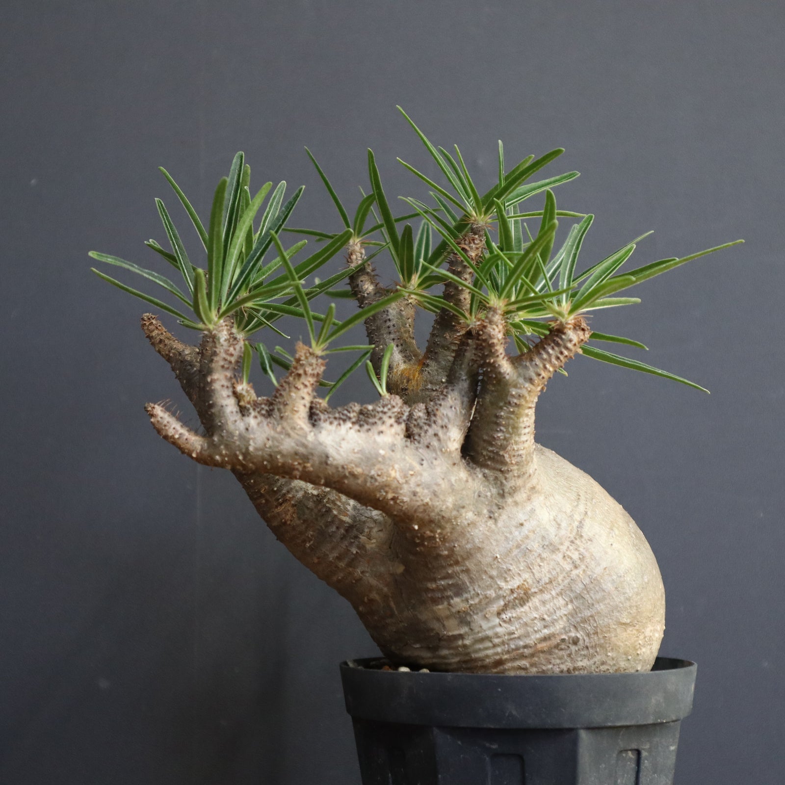 P.グラキリス【綴化】 1172 – TaiShoDo ONLINE SHOP