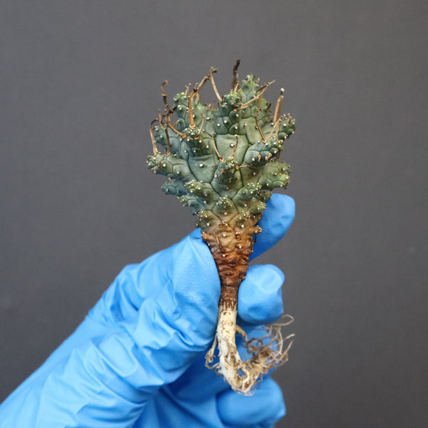 SALE対象 – 5ページ目 – TaiShoDo ONLINE SHOP