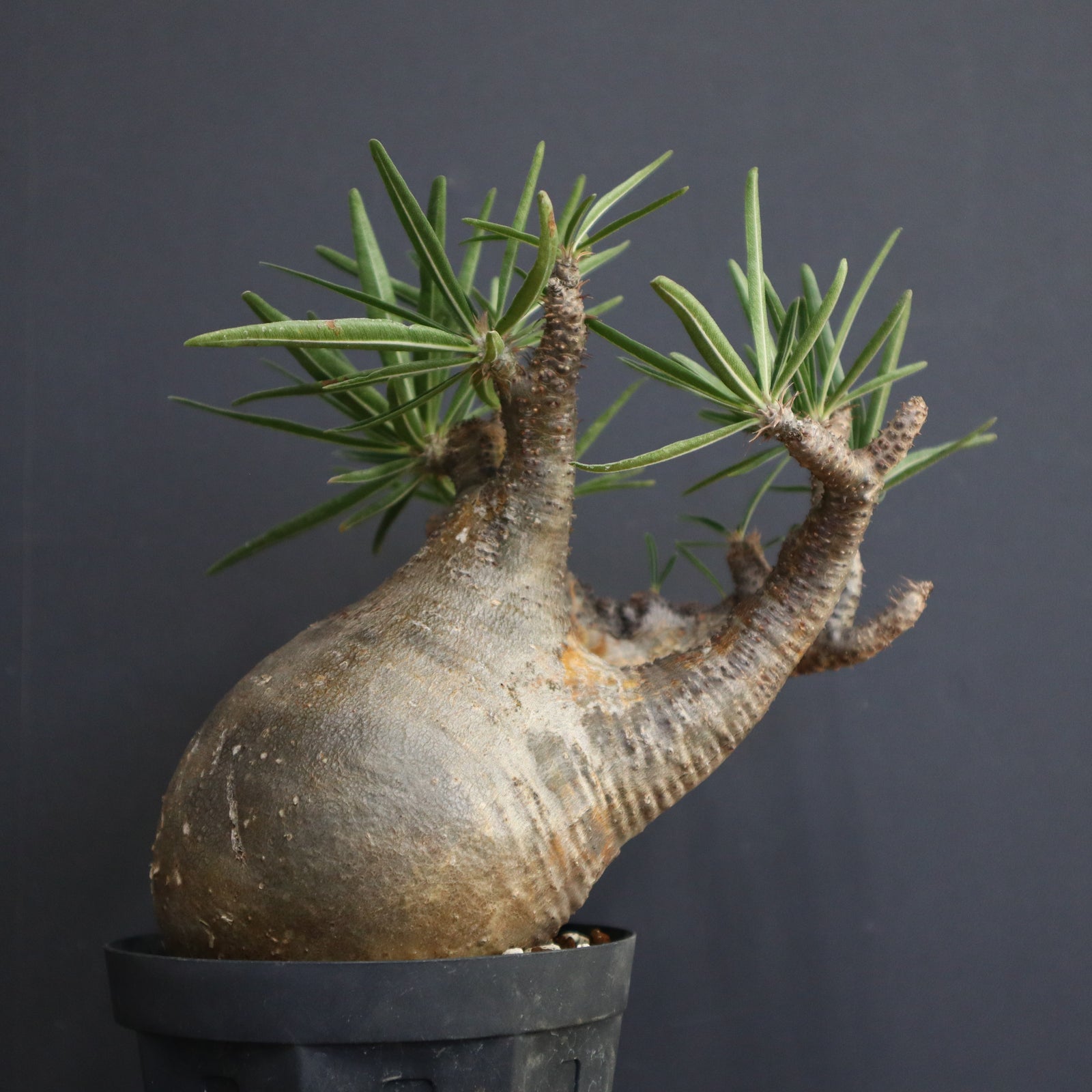 P.グラキリス【綴化】 1172 – TaiShoDo ONLINE SHOP P.グラキリス【綴化】 1172 – TaiShoDo ONLINE SHOP