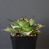 【DRAGON AGAVE】アガベ Hades EC33