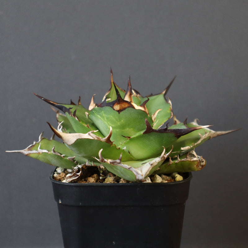【DRAGON AGAVE】アガベ Hades EC33