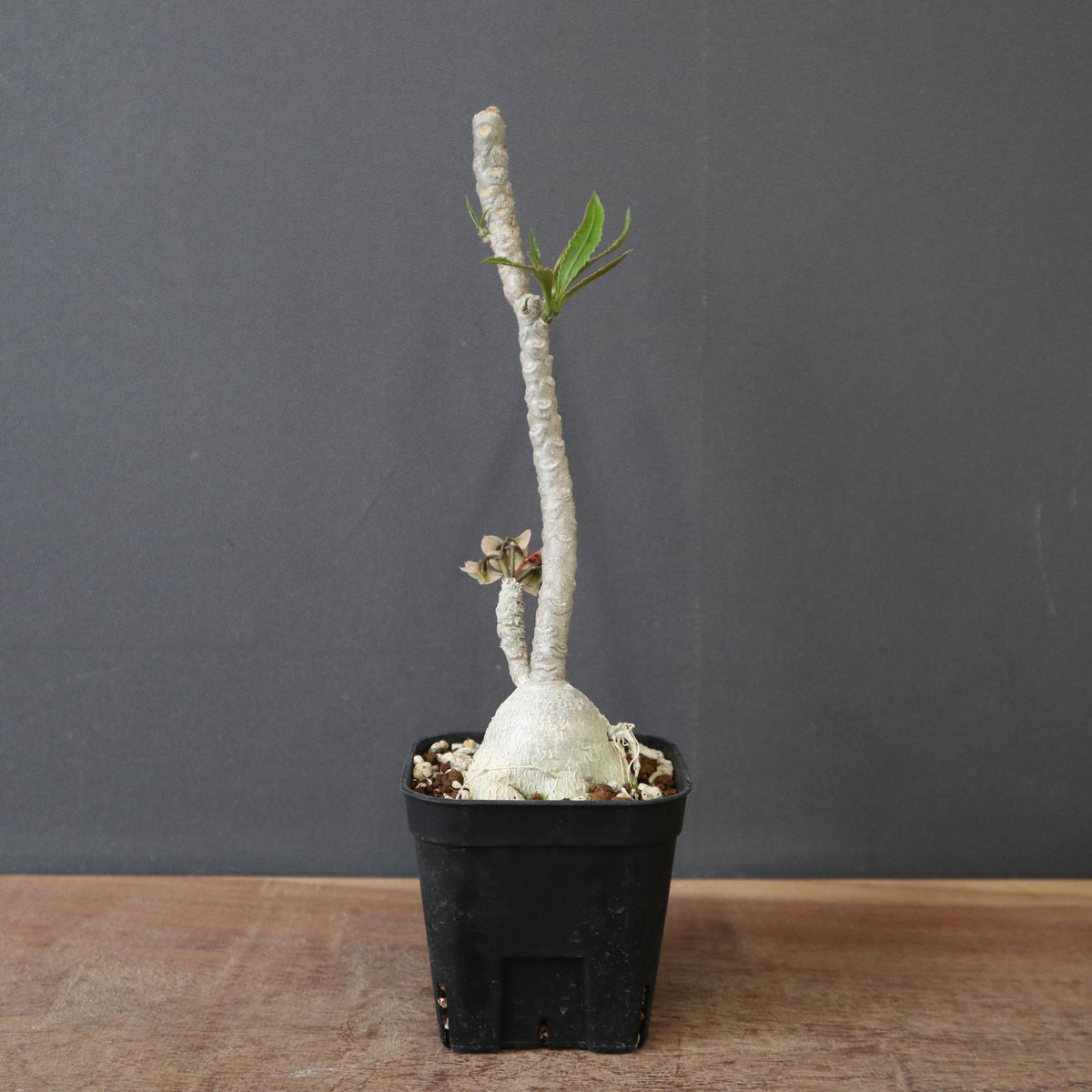 ユーフォルビア – TaiShoDo ONLINE SHOP