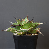 【DRAGON AGAVE】アガベ Hades EC33