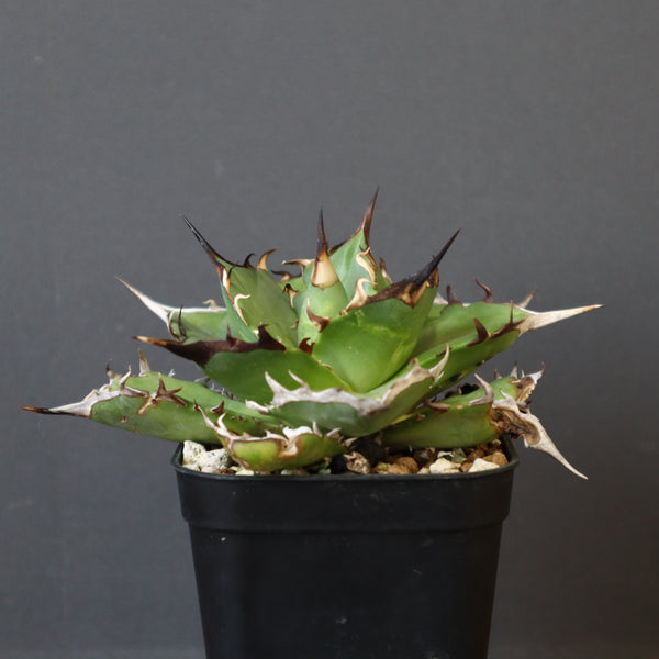 【DRAGON AGAVE】アガベ Hades EC33