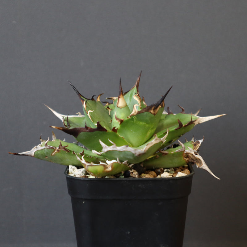 【DRAGON AGAVE】アガベ Hades EC33