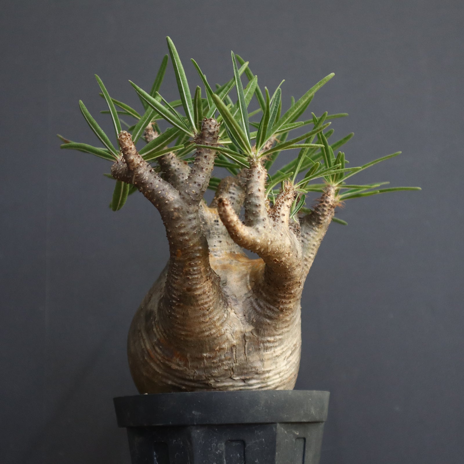 P.グラキリス【綴化】 1172 – TaiShoDo ONLINE SHOP