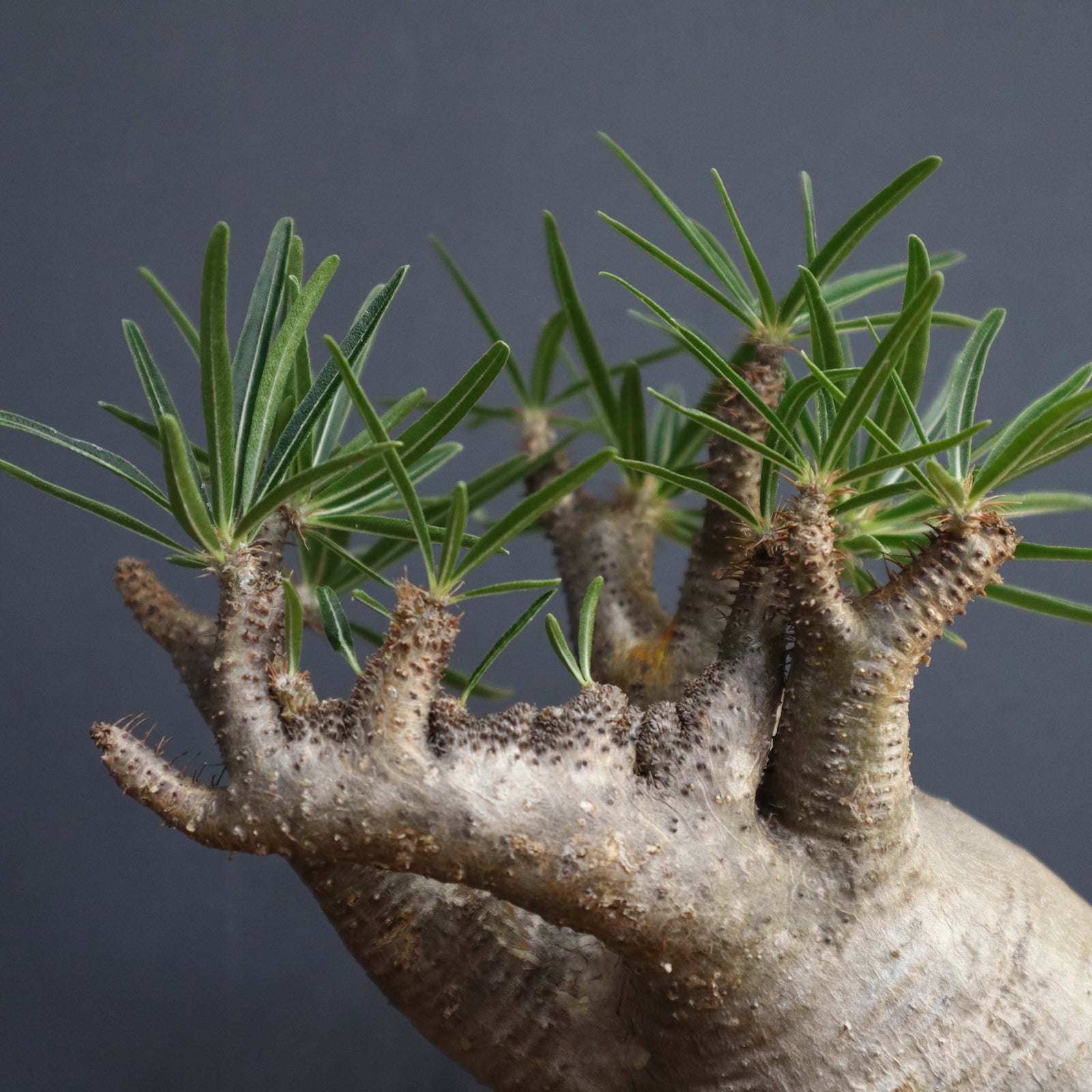 P.グラキリス【綴化】 1172 – TaiShoDo ONLINE SHOP