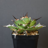 【DRAGON AGAVE】アガベ Hades EC33