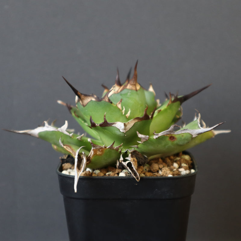 【DRAGON AGAVE】アガベ Hades EC33