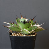 【DRAGON AGAVE】アガベ Hades EC33