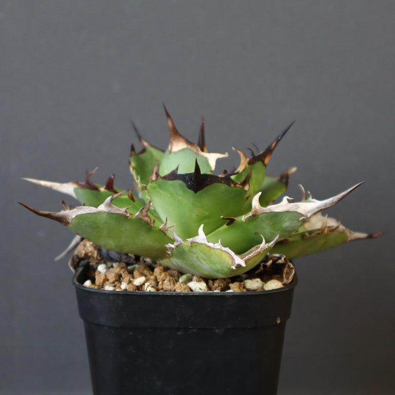 【DRAGON AGAVE】アガベ Hades EC33