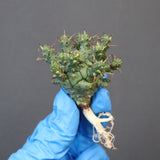 【ベアルート】E.クラッシぺス 7