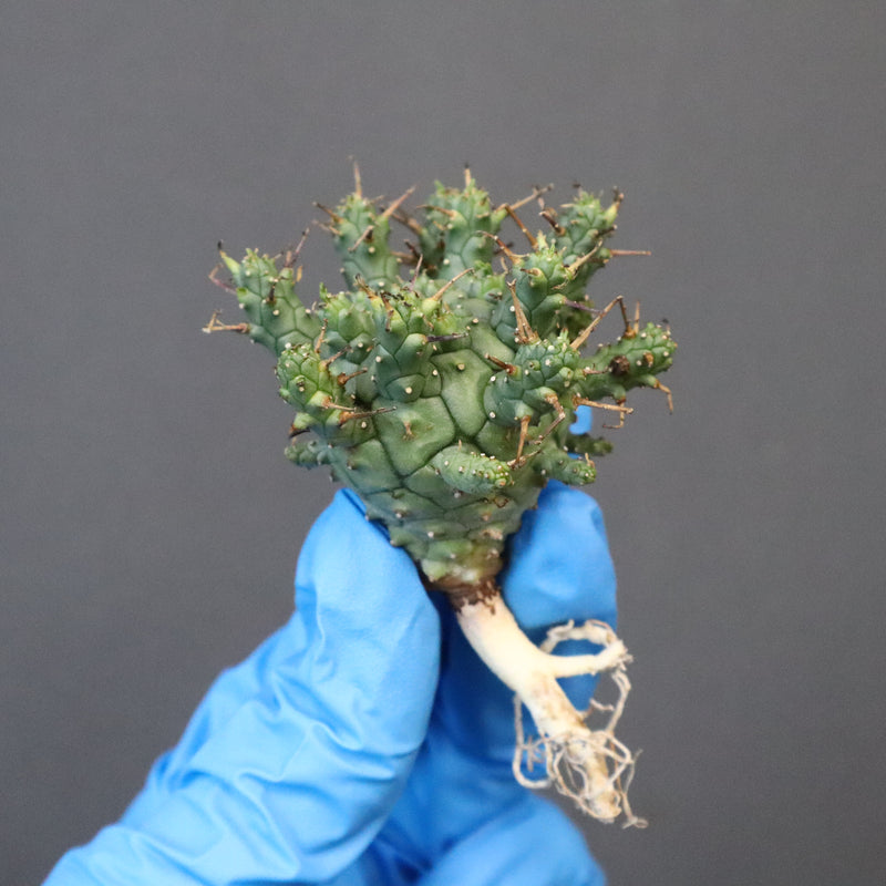 【ベアルート】E.クラッシぺス 7