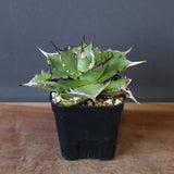 【DRAGON AGAVE】アガベ Hades EC33