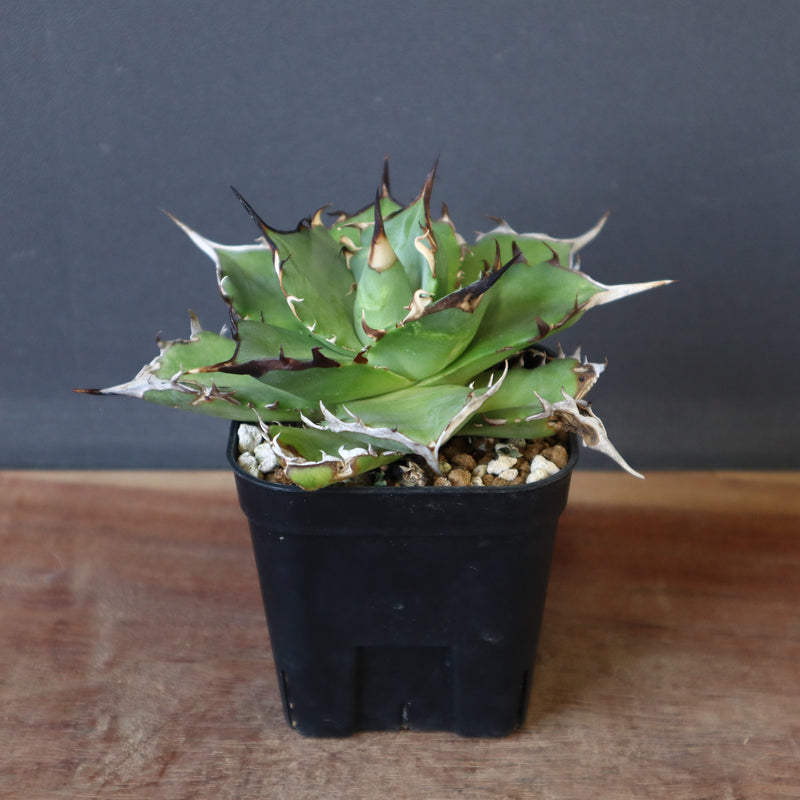 【DRAGON AGAVE】アガベ Hades EC33
