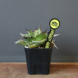 【DRAGON AGAVE】アガベ Hades EC33