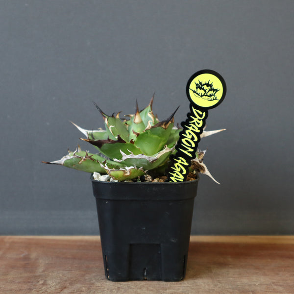 【DRAGON AGAVE】アガベ Hades EC33