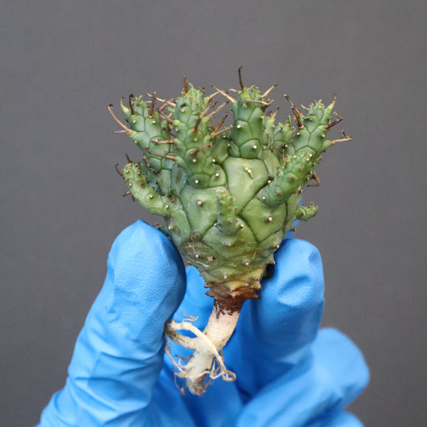 【ベアルート】E.クラッシぺス 7