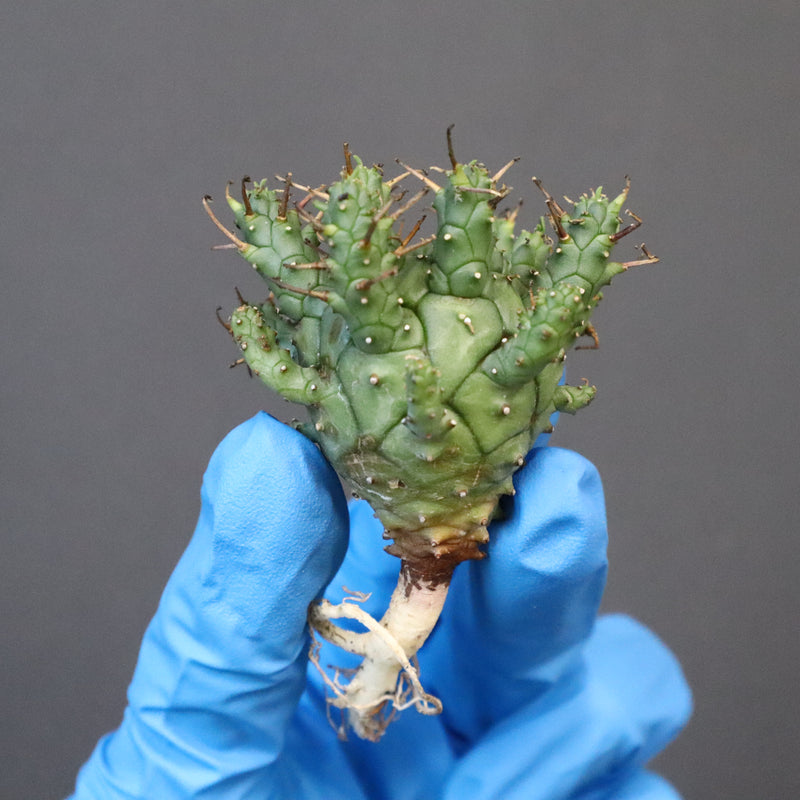 【ベアルート】E.クラッシぺス 7