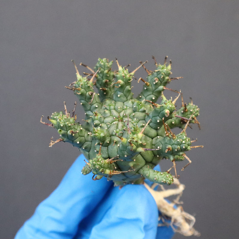 【ベアルート】E.クラッシぺス 7